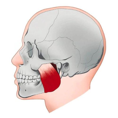 Entrenador de línea de mandíbula